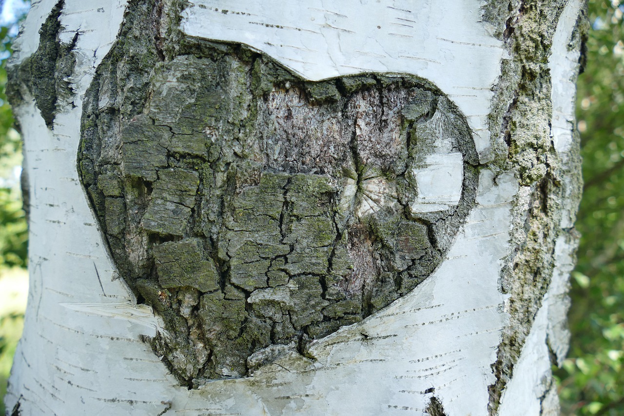 birch, tree, bark-1593725.jpg